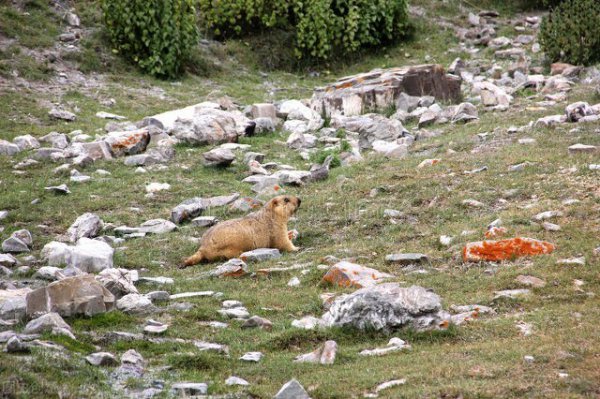 藏狐出没地带位于哪里