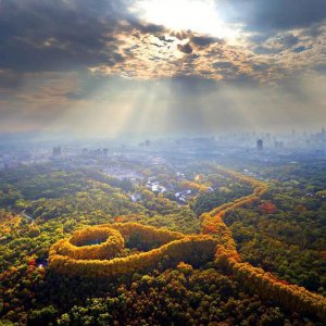 南京梧桐树的故事 南京有一条街全是梧桐树因为宋美龄喜欢