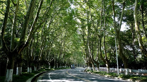 南京梧桐树的故事