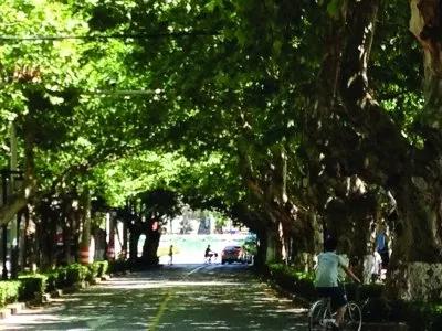 南京梧桐树的故事