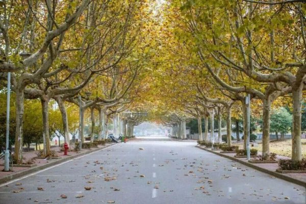 南京梧桐树的故事