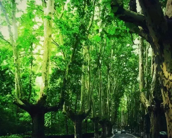 南京梧桐树的故事