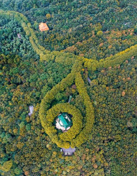 南京梧桐树的故事