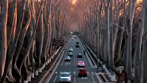 南京梧桐树的故事