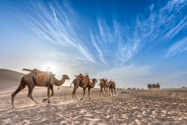 葡萄是什么时候传入中国的