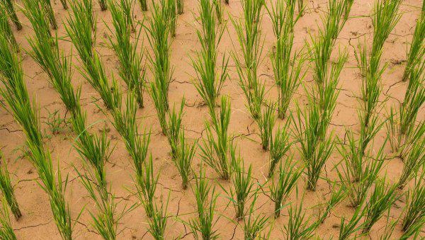 伏旱天气系统形成的原因