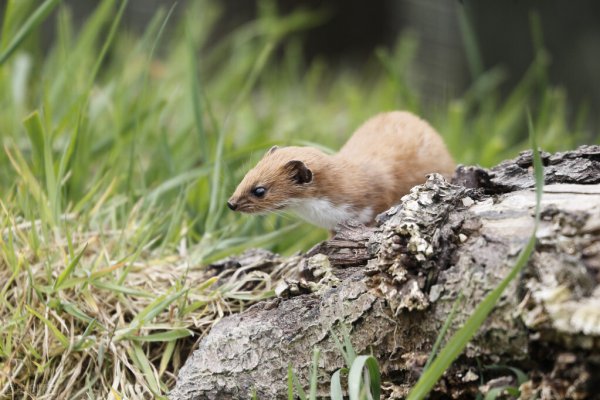 猫脸老太真实事件是什么