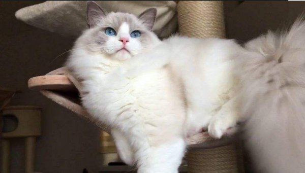 世界上最可爱的猫前十名