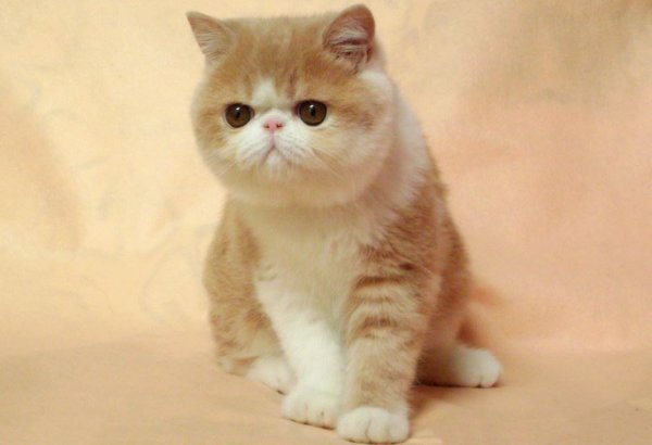 世界上最可爱的猫前十名