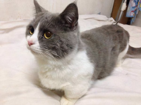 世界上最可爱的猫前十名