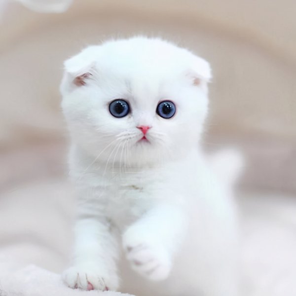 世界上最可爱的猫前十名