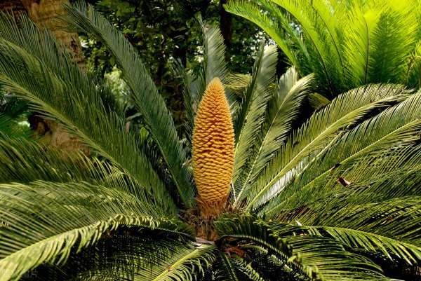 三角龙主要以什么为食