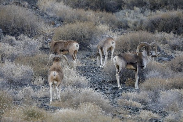 三角龙主要以什么为食