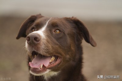 狗的寿命最长能活多少年 狗狗平均寿命一般多长时间