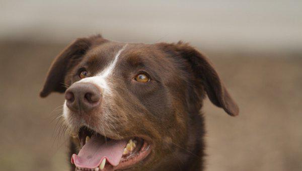 狗的寿命最长能活多少年