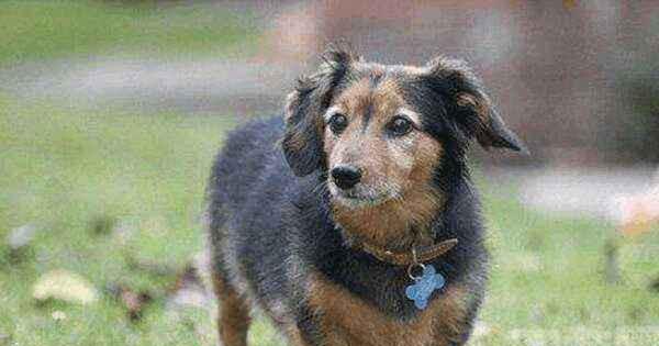 狗的寿命最长能活多少年