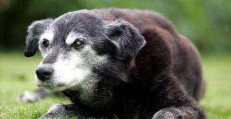 狗的寿命最长能活多少年