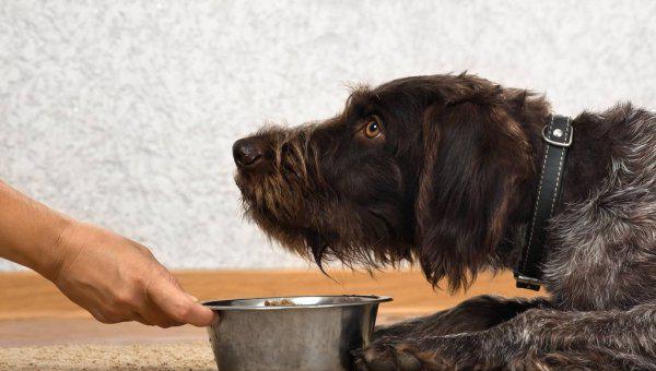 狗的寿命最长能活多少年