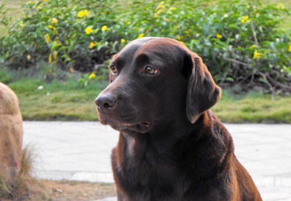 狗的寿命最长能活多少年