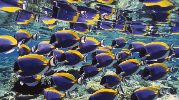 世界上最大的海洋是哪一个