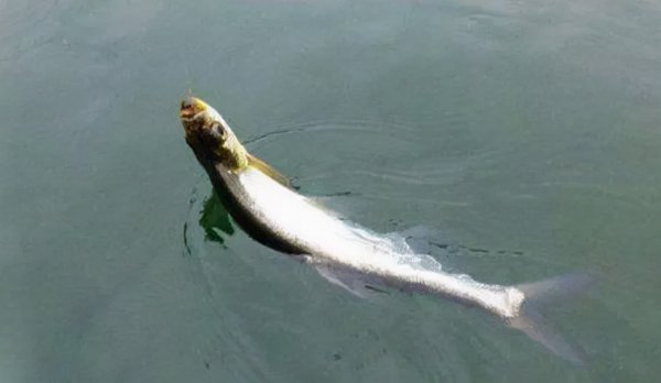 路亚用什么线比较好