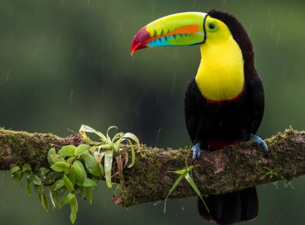 颜值最高的动物前十名