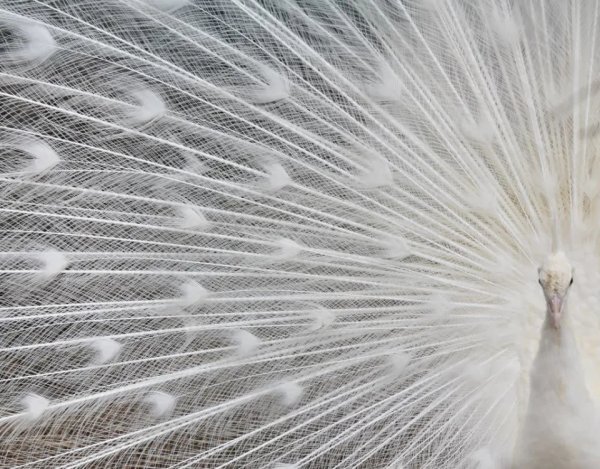 颜值最高的动物前十名