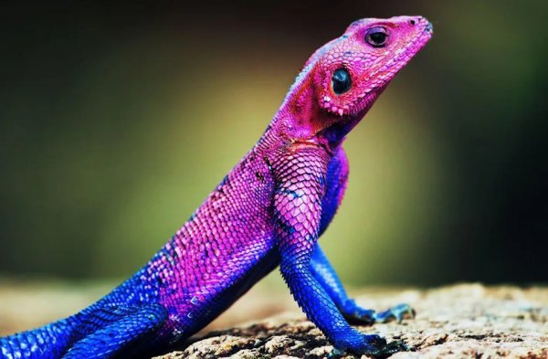 颜值最高的动物前十名