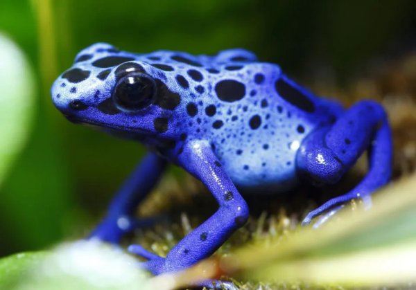 颜值最高的动物前十名