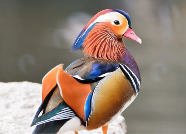 颜值最高的动物前十名