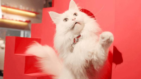 为什么不能养狮子猫