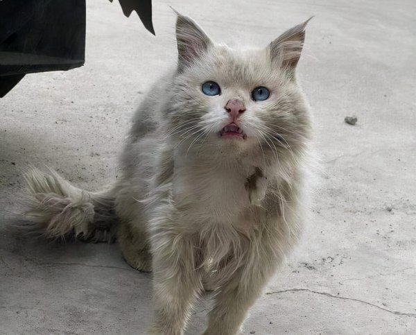 为什么不能养狮子猫