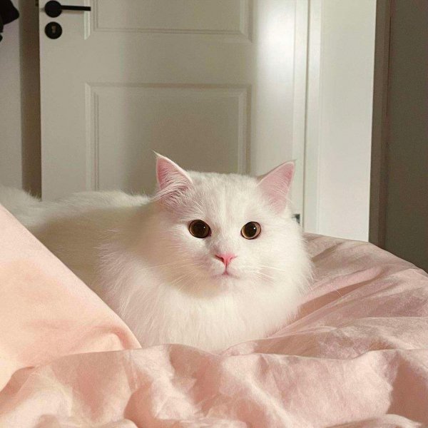 为什么不能养狮子猫