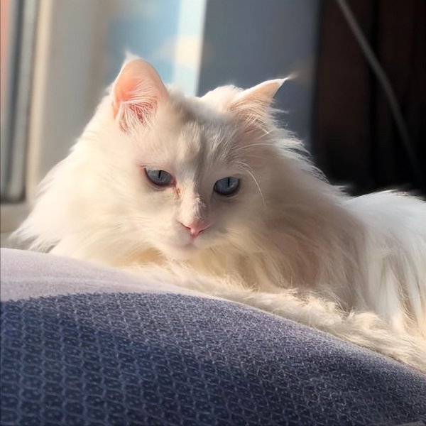 为什么不能养狮子猫