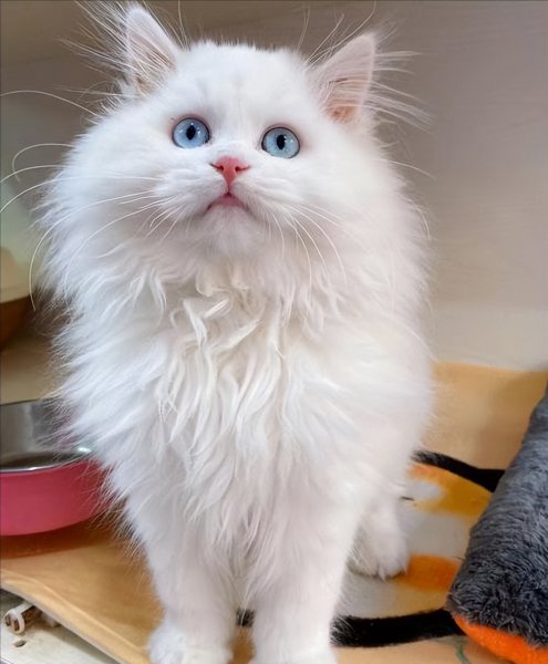 为什么不能养狮子猫