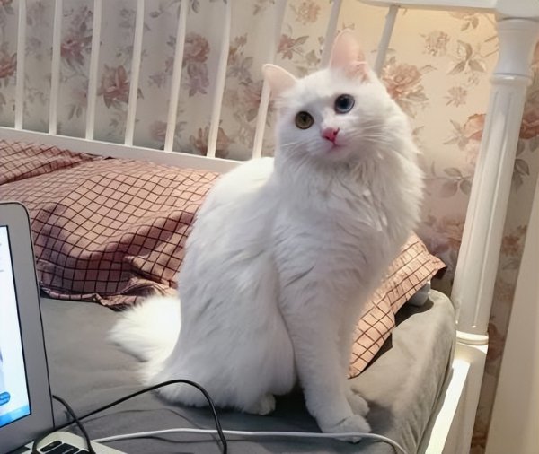 为什么不能养狮子猫