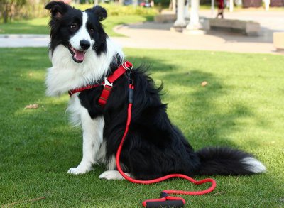 为什么很多人不建议养边牧 养边牧的优缺点分析