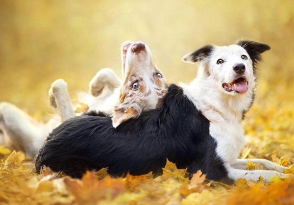 为什么很多人不建议养边牧