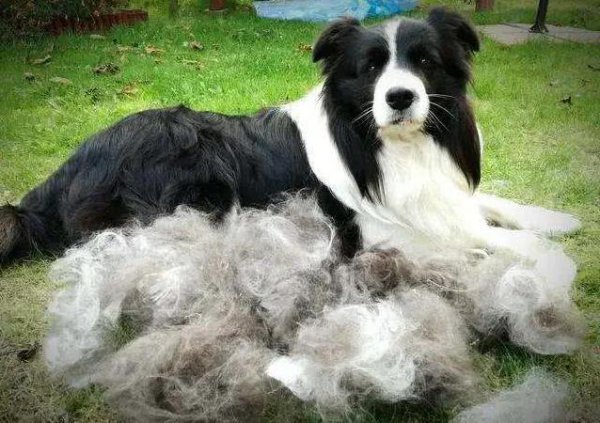 为什么很多人不建议养边牧