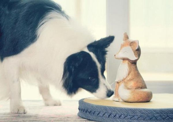 为什么很多人不建议养边牧