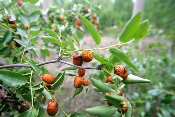 坐北朝南房子枣树栽那方向好