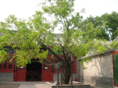 坐北朝南房子枣树栽那方向好