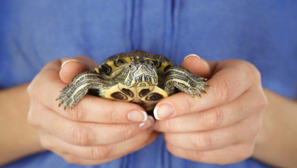 巴西龟可以长多大活多久