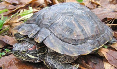 巴西龟可以长多大活多久