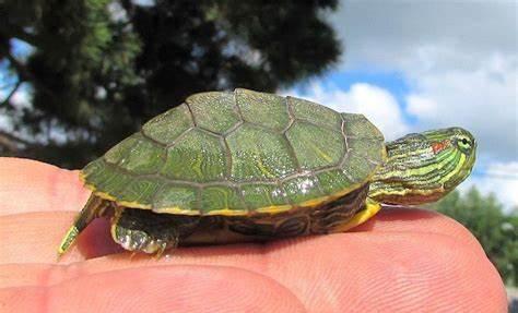 巴西龟可以长多大活多久