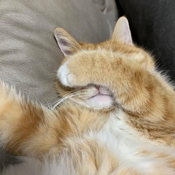 有傲骨的人特点是什么