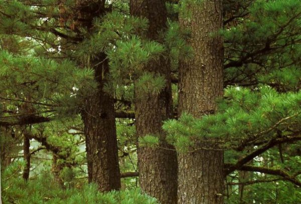 温带季风气候特点及分布地区