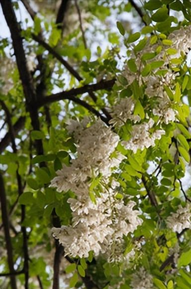 温带季风气候特点及分布地区