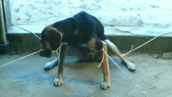 鲁冰花歌曲表达什么感情