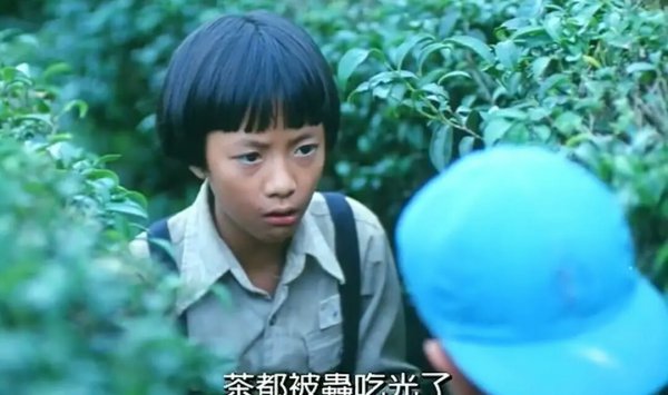 鲁冰花歌曲表达什么感情